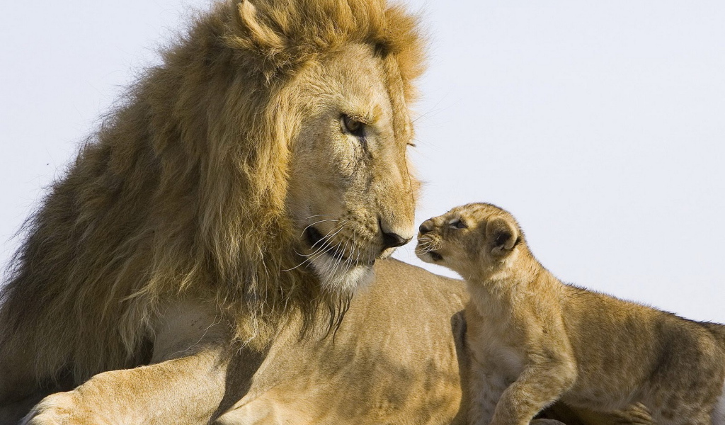 Лев и львенок