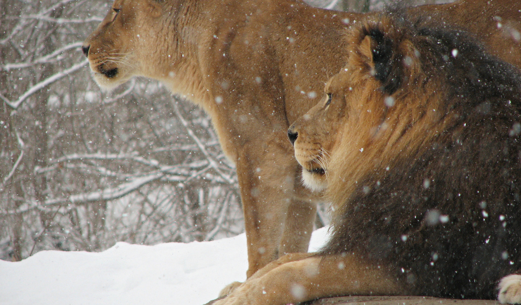 Лев и львица