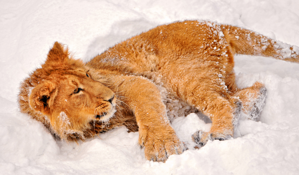 Львенок в снегу