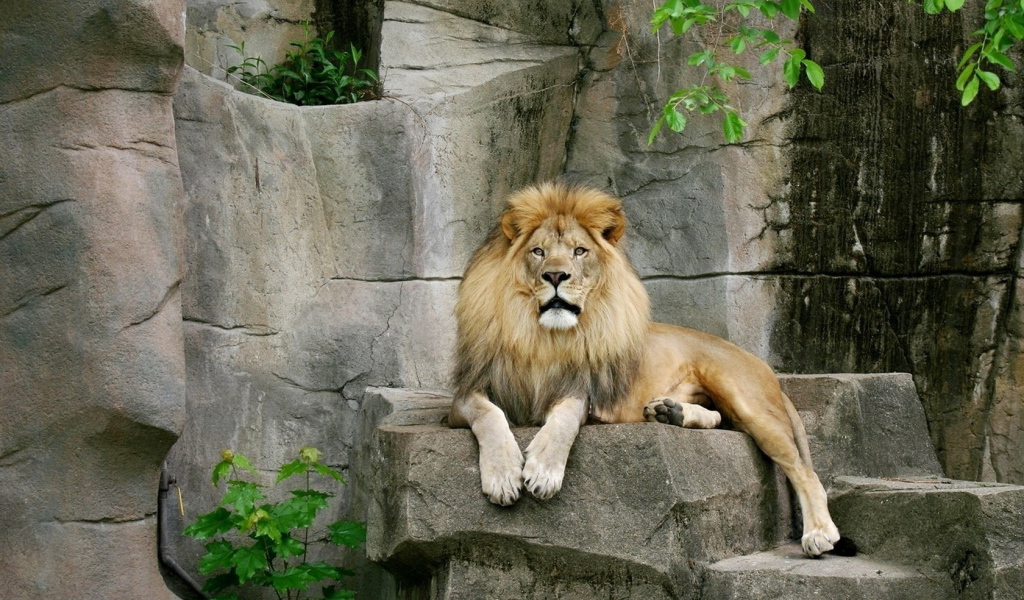 Лев на камнях