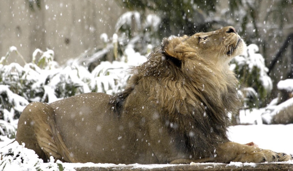 Лев под снегом