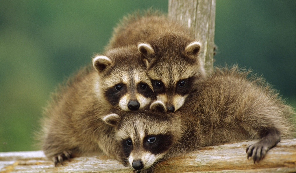 Маленькие еноты