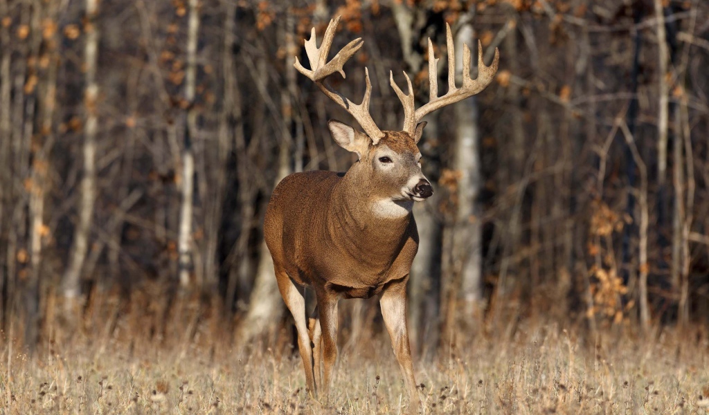 Одинокий олень