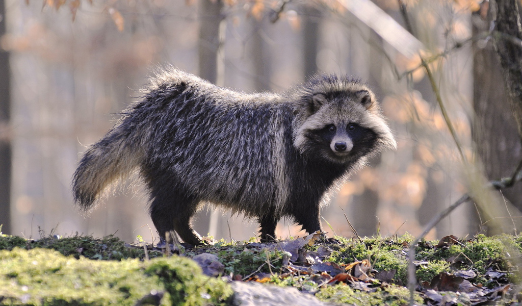 Одинокий енот