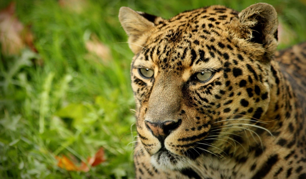 Взгляд леопарда