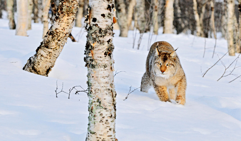 Рысь в роще