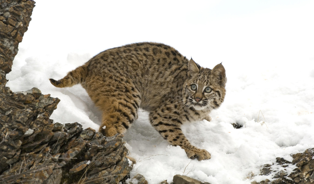 Рысь на снегу