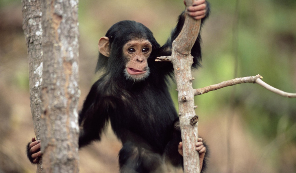 Обезьянка малыш