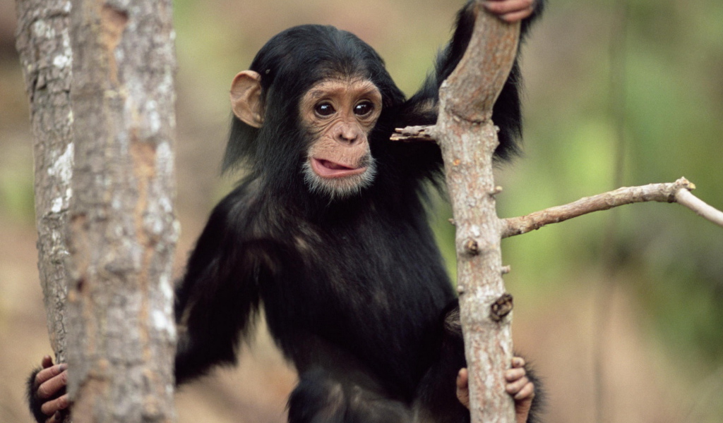 Обезьянка на дереве