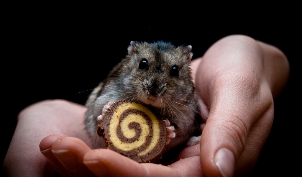 Мышонок и рулет