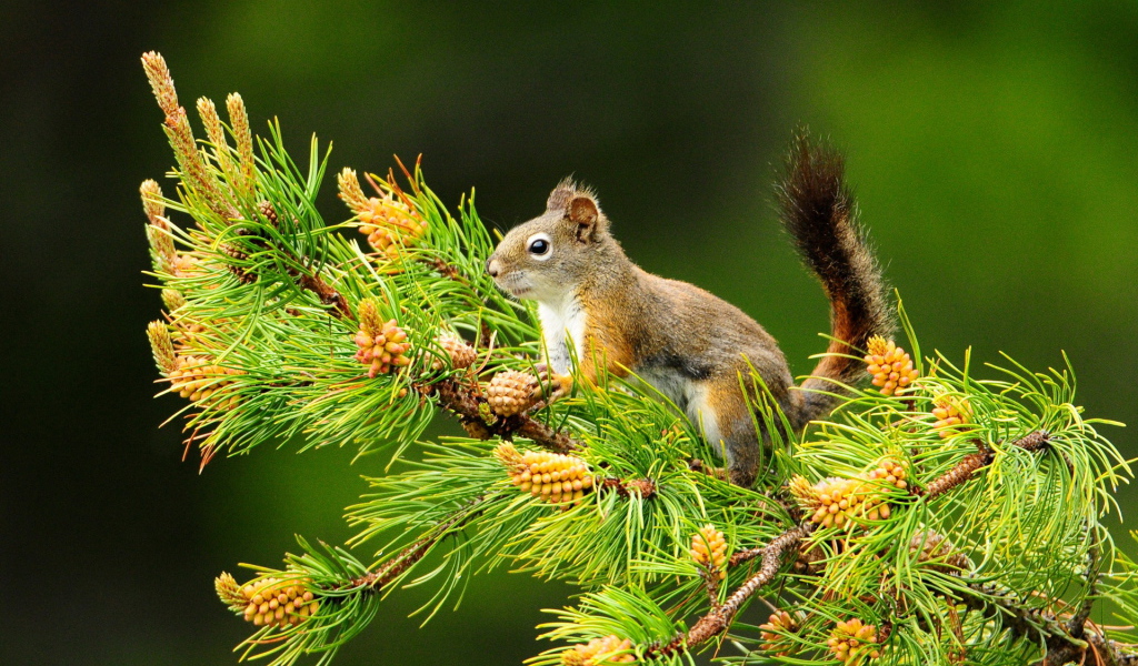 Белка и шишки