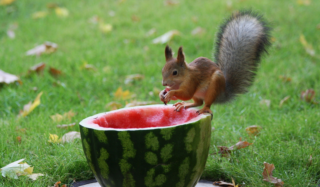 Белка и арбуз