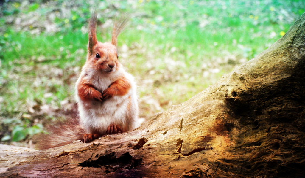 Белка на стволе