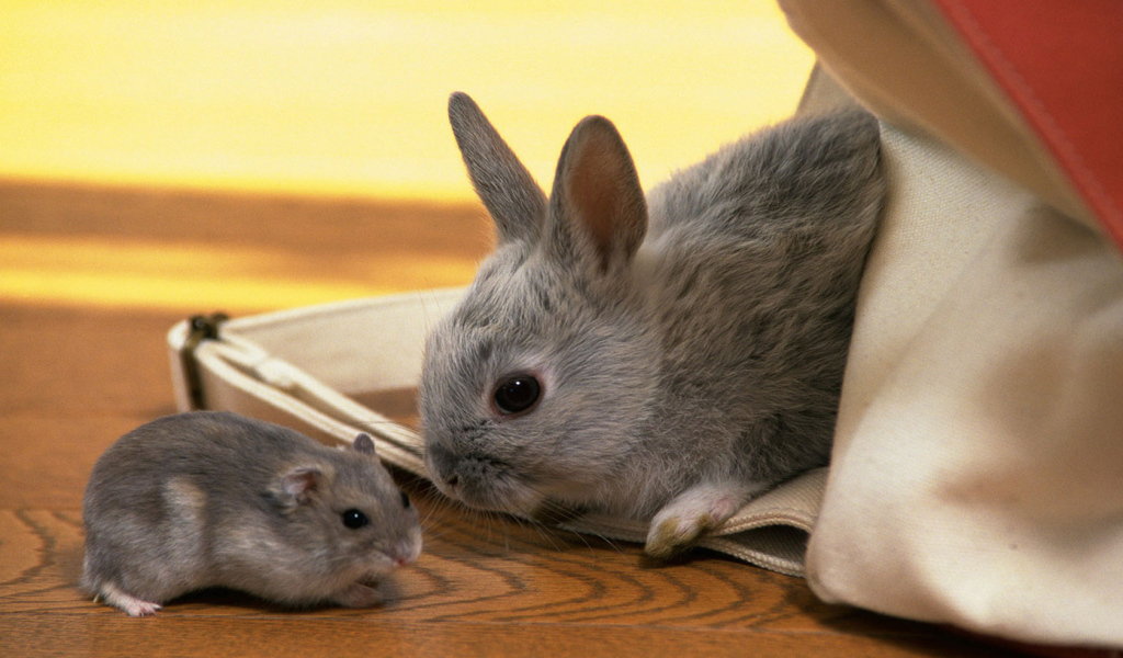 Кролик и хомяк
