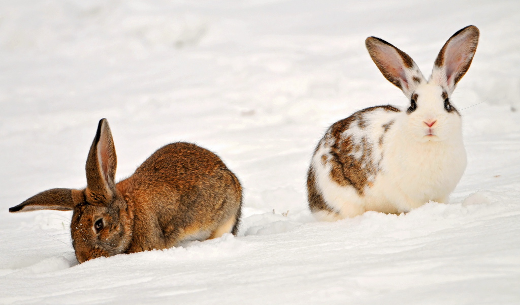 Кролики на снегу