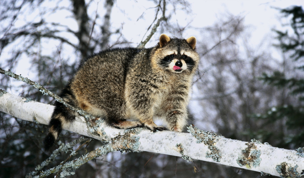 Енот на ветке