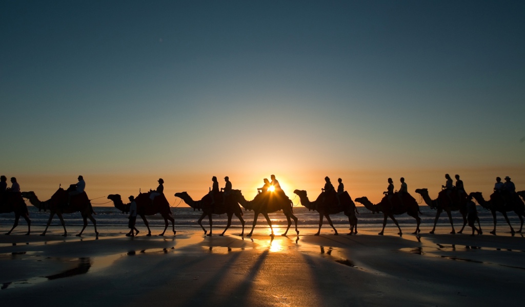 Верблюды у Красного моря