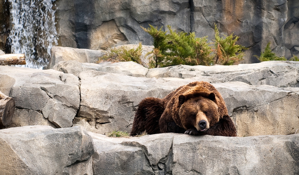 Отдыхающий бурый медведь