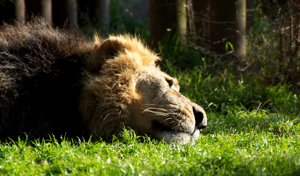 Отдыхающий лев