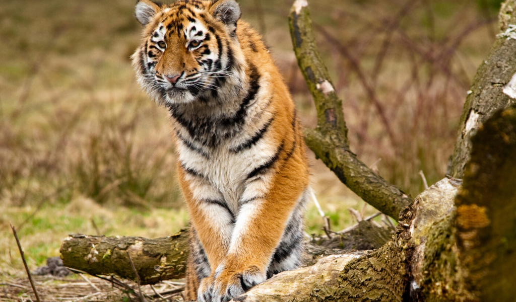 Сибирский тигр