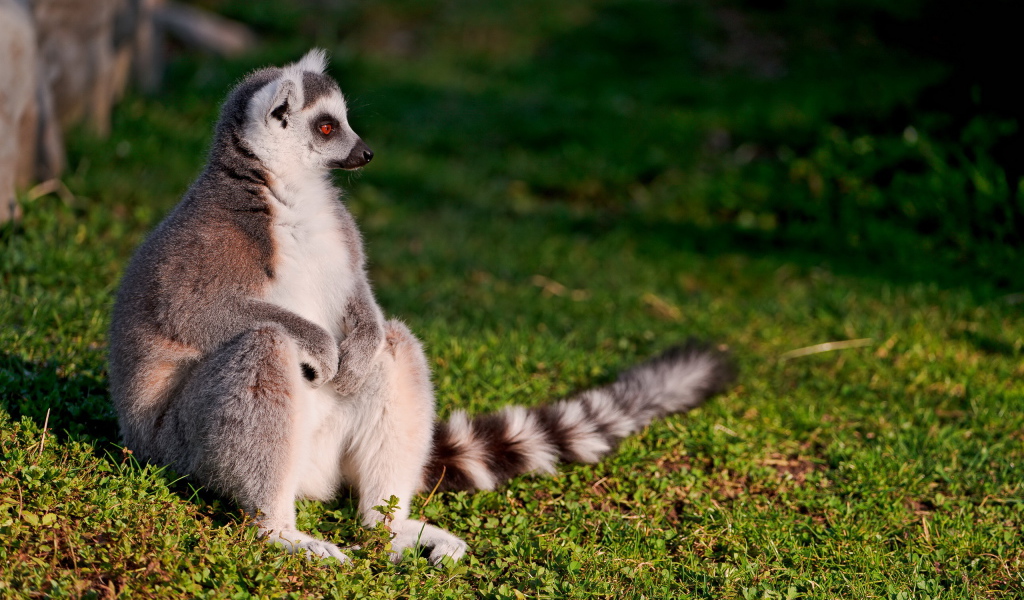 Сидящий лемур