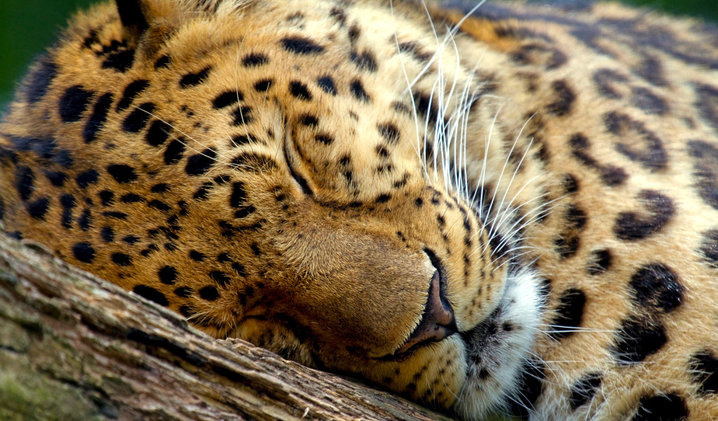 Спящий леопард