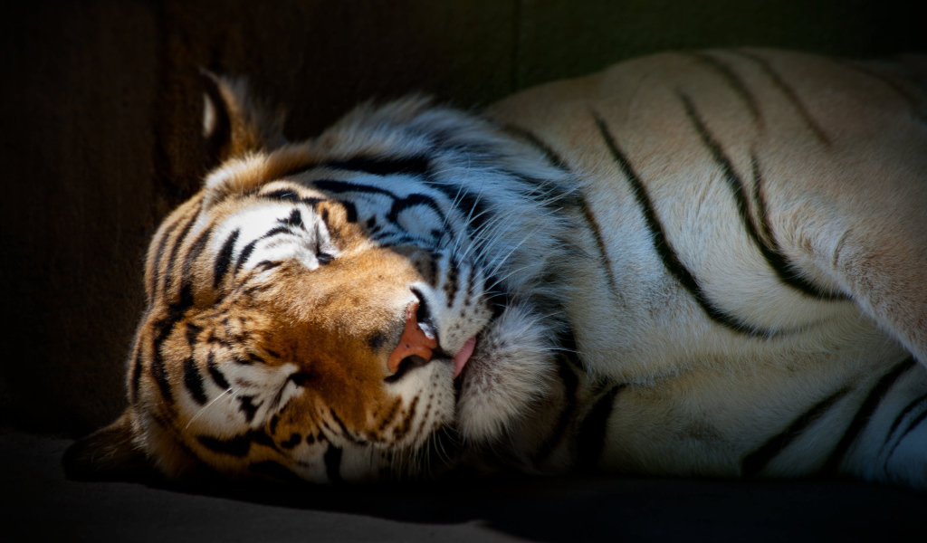 Спящий тигр