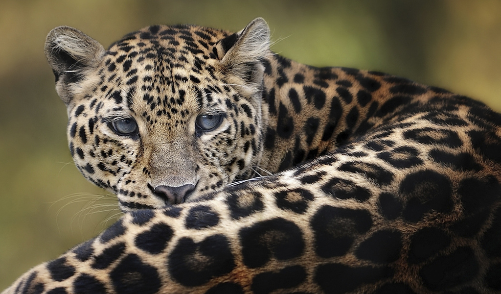 Дымчатый леопард