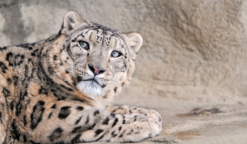 Снежный леопард