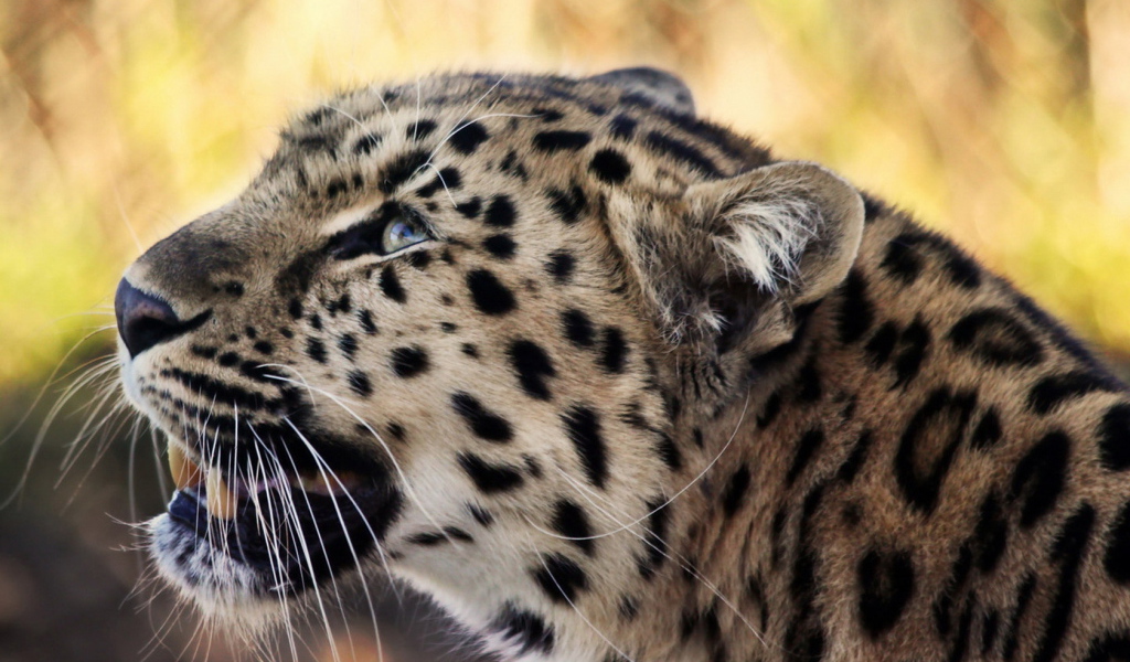 Снежный барс