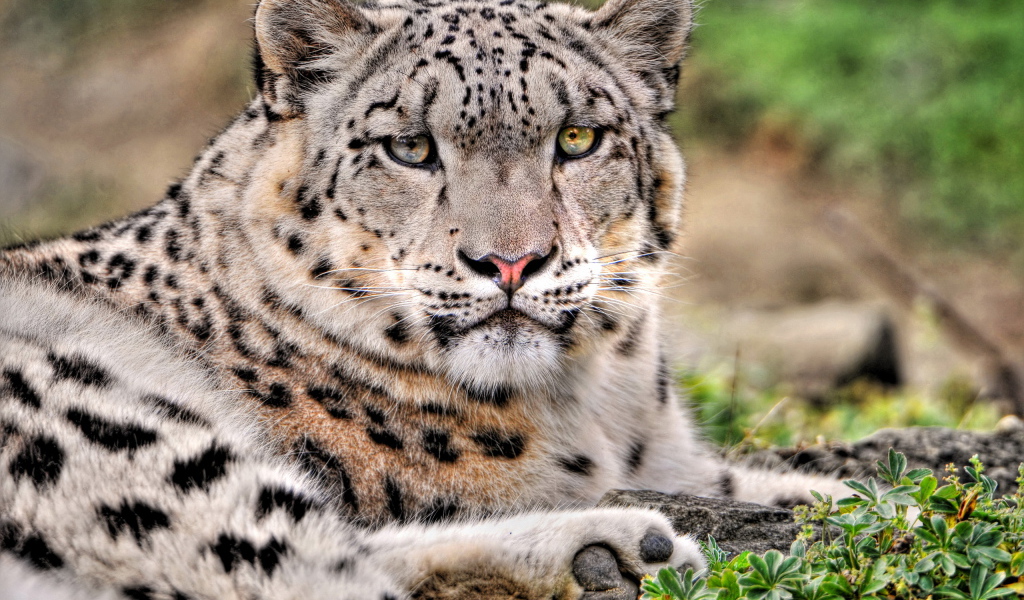 Снежный барс