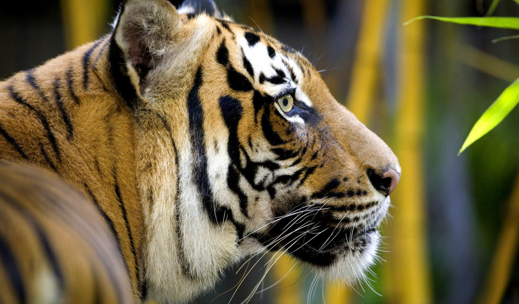 Полосатая морда