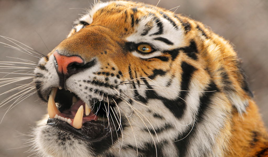 Амурский тигр