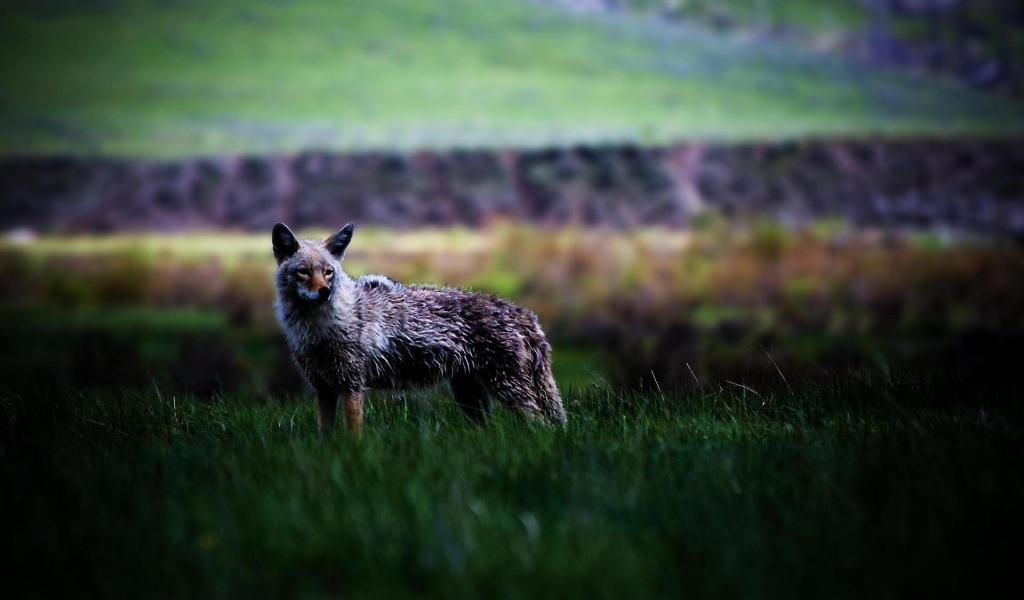 Койот в степи