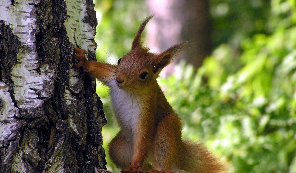 Любопытная белка