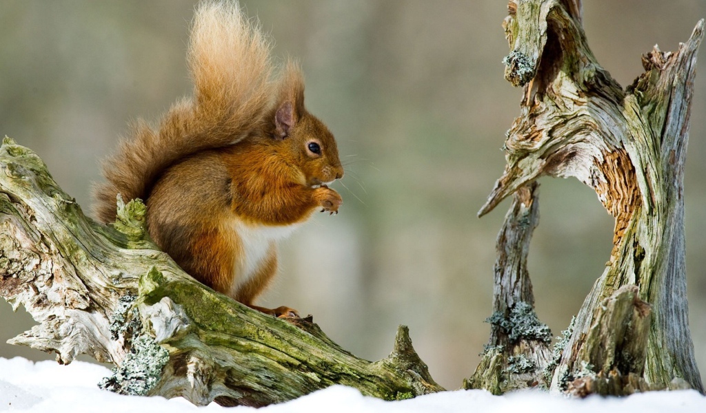 Орешки белочка грызет