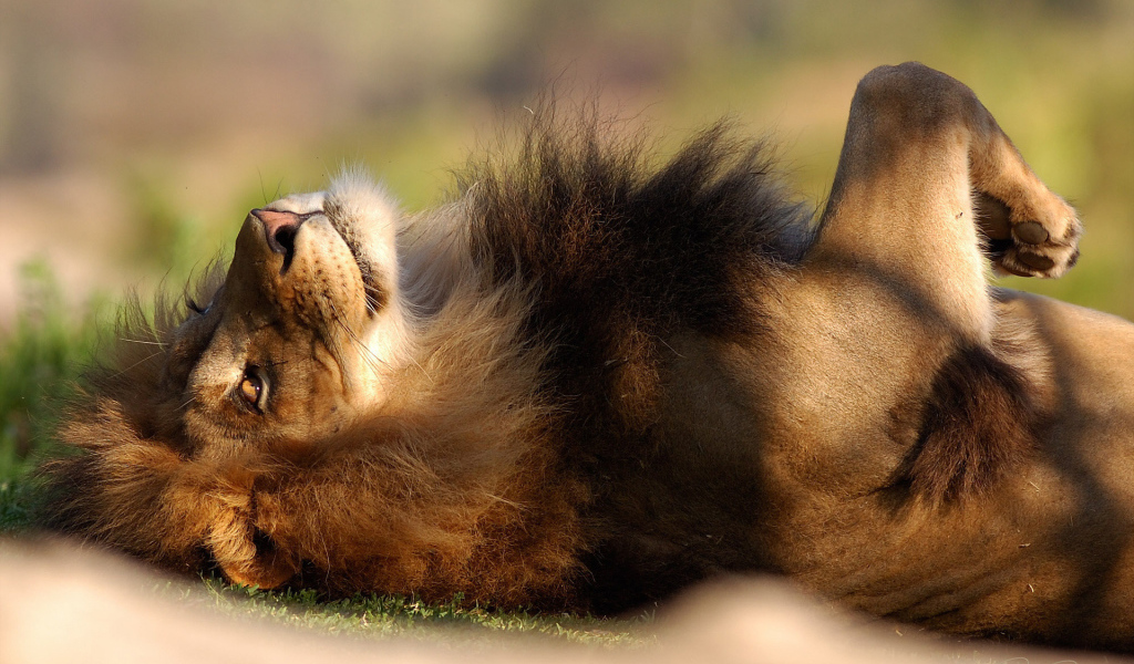 Расслабленный лев