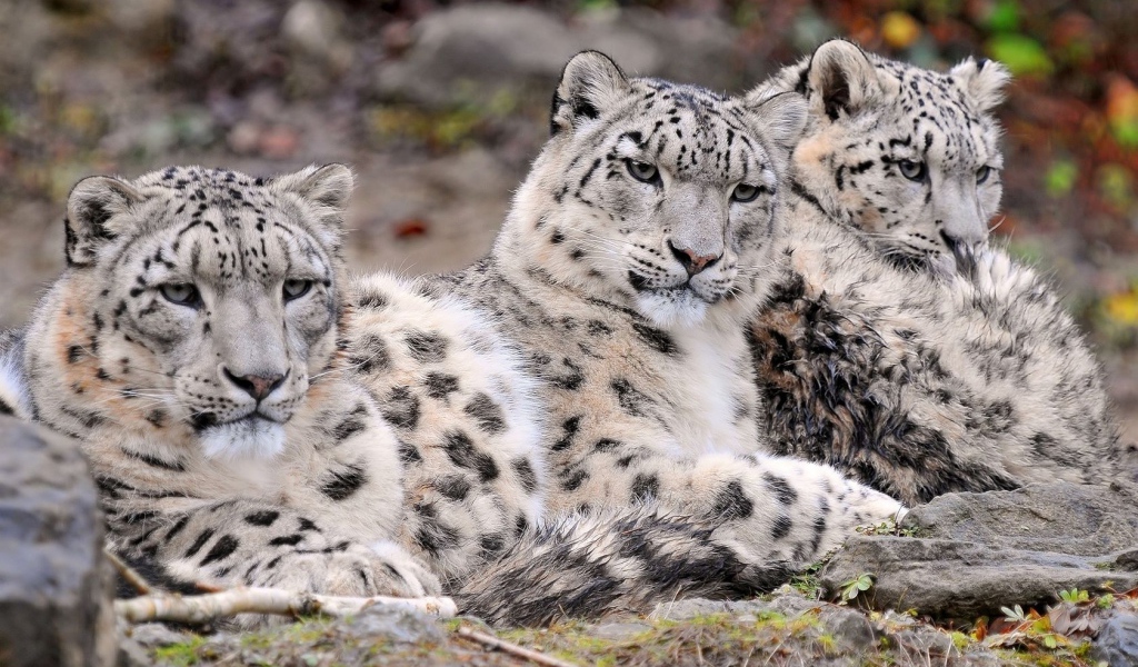 Три снежных барса
