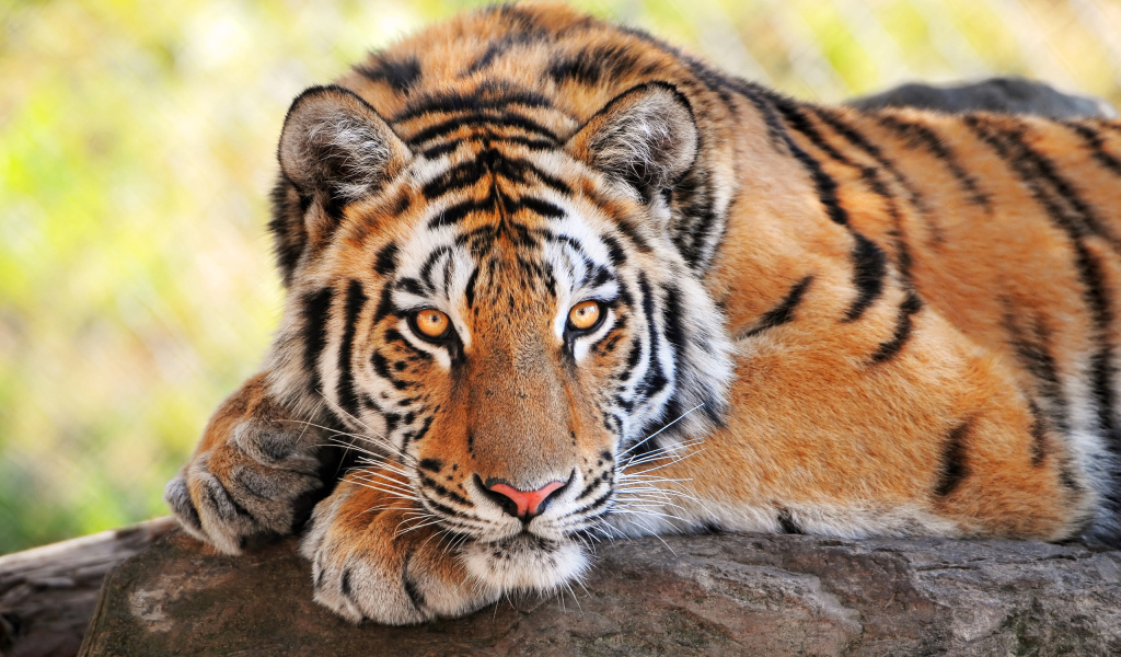 Тигриный взгляд