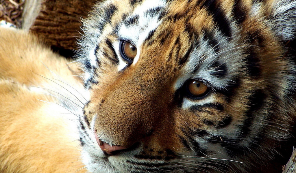 мордашка Тигренка