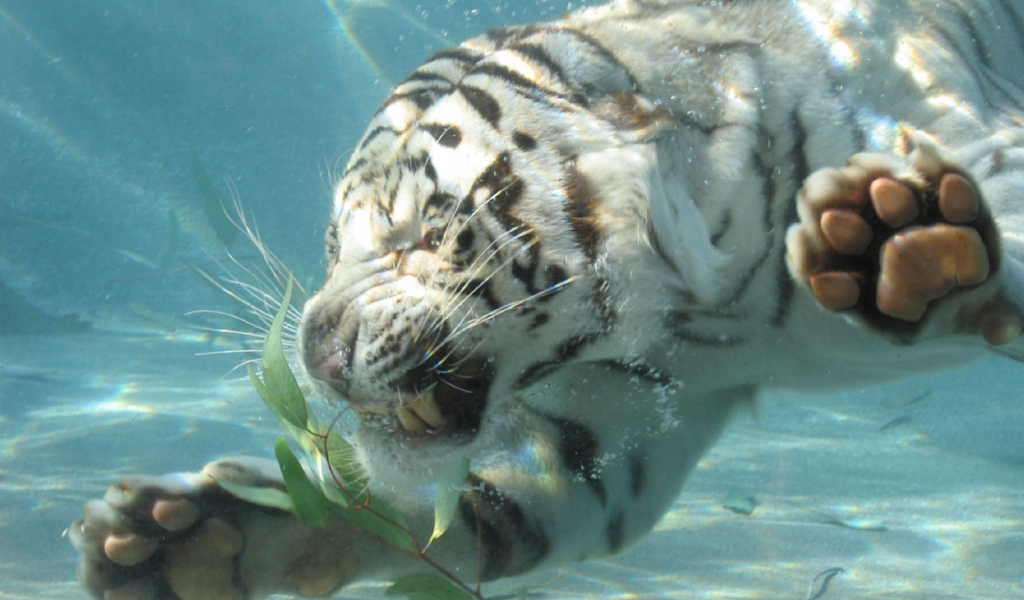 Тигр под водой