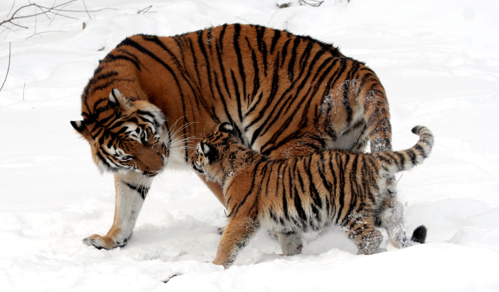 Тигрица и котенок