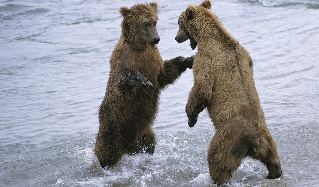 Два медведя