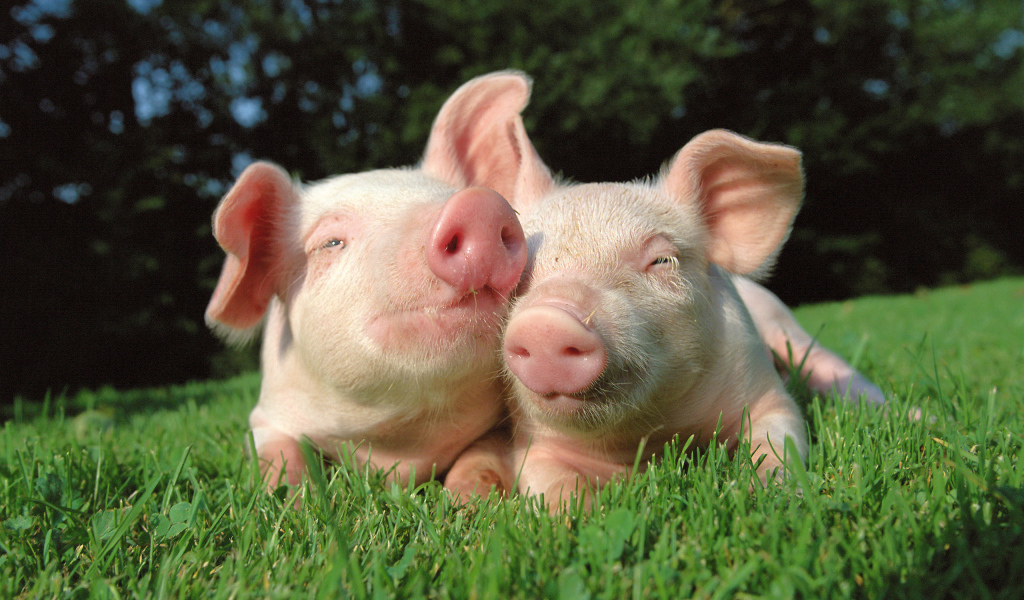 Два поросенка