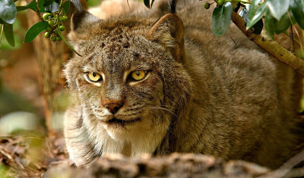 хищная Рысь