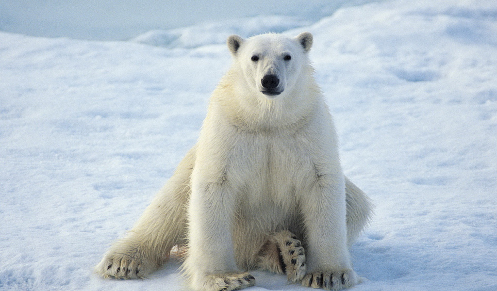 сидящий Белый медведь