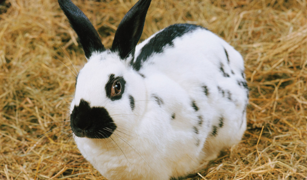 пятнистый Кролик