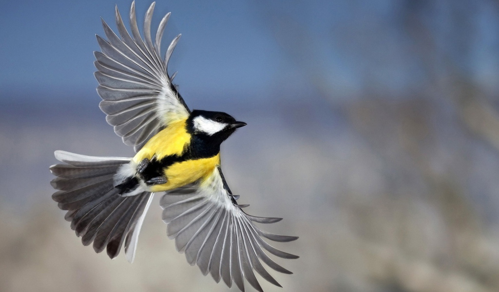 Синица в полете