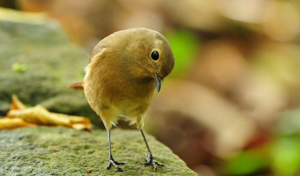 Загадочная птичка