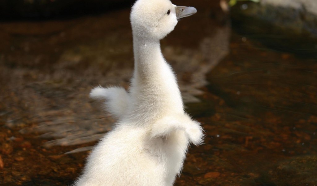 Молодой лебедь